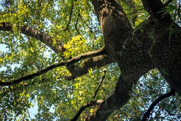 A Canopy of Green: A Majestic Oak Tree Reaching for the Sky