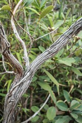 Close-Up of Textured Tree Branch in Natural Habitat