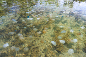 Jellyfish is bloom phenomenon on the coast of Trat Province : Thailand