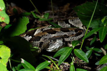 Timber rattlesnake laying to wait in ambush