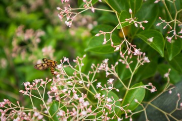  A Tiger Moth Sipping Nectar from Delicate Blossoms