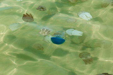 Jellyfish is bloom phenomenon on the coast of Trat Province : Thailand