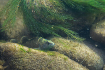Spotted darter in mossy river