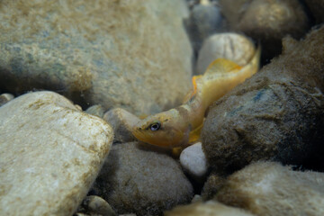 Tippecanoe darter at the bottom of a river