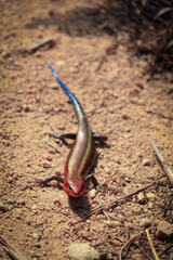 Hong Kong Skink with Vibrant Stripes on Sandy Ground