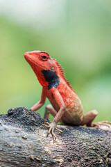 Red Oriental Garden Lizard Perched on a Tree Branch