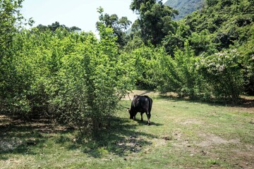 A Solitary Bull Grazes in a Lush Green Valley