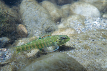 Banded darter displaying at the bottom of a river