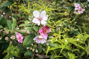 Beautiful Pink and White Flowers Amidst Greenery
