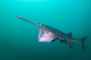 Obraz premium American paddlefish feeding on plankton in lake