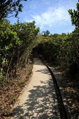 A Serene Pathway Through Dense Greenery on a Sunny Day