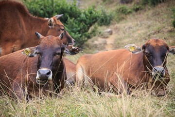 Group of Brown Cows Relaxing in a Grassy Field