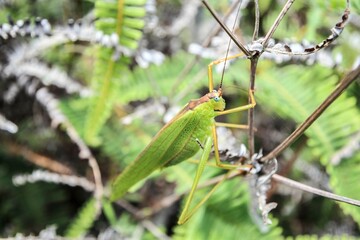Green Katydid Perched on a Branch