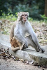 A Pensive Monkey Sitting by the Path in Nature