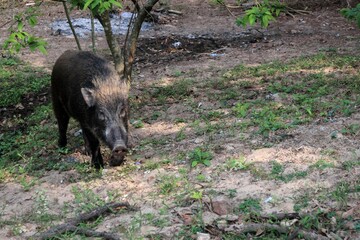 Wild Boar Foraging in a Forest Clearing