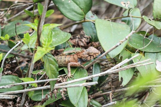Camouflaged Lizard Blending into Leafy Underbrush