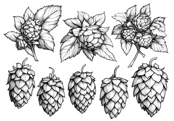  Isolated hop cones for beer clipart collection, set includes illustrations of hop cones, ears, and leaves on white