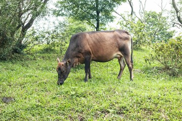 Brown Cow Grazing in a Lush Green Field