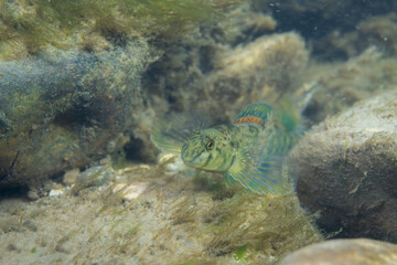 Greenside darter displaying at the bottom of a river