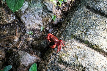 Vibrant Red-Clawed Crab on a Rocky Shore