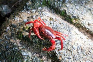 Vibrant Red-Clawed Crab on a Rocky Shore