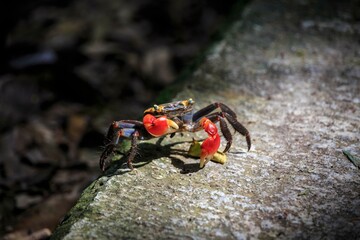 Vibrant Red-Clawed Crab on a Rocky Shore