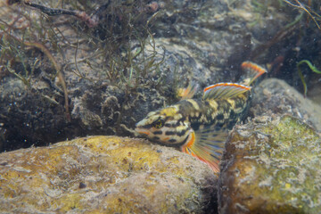 Redline darter displaying on a riverbed