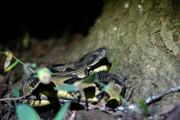 Timber rattlesnake laying to wait in ambush