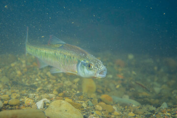 Fototapeta premium Male striped shiner on a sandy creekbed