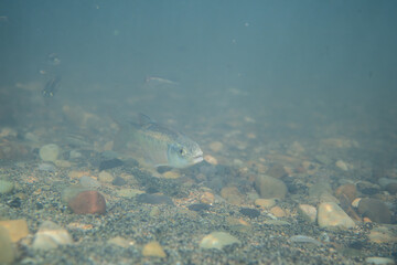 Male striped shiner on a sandy creekbed