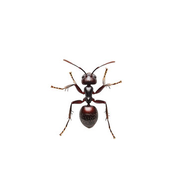 recommend clip art: view of an ant with a detailed body structure transparant background