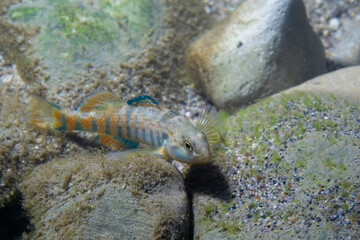 Rainbow darter displaying on the bottom of a river
