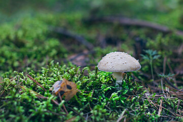 Amanita Pantherina, Known as the Panther Cap, False Blusher and Panther Amanita: Healing and Medicinal Mushroom Growing in Forest. Can Be Used for Micro Dosing, Spiritual Practices and Shaman Rituals