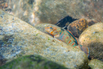 Candy darter on a riverbed