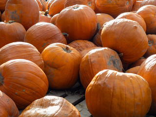 Jesienne dynie na farmie