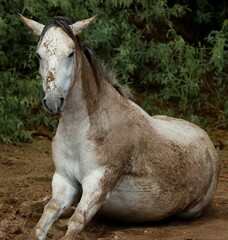Wild Horse Rising from Wet Sand