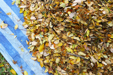 Brown dried leaves of rain tree. Dried leaves for composting