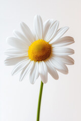 Fototapeta premium White daisy flower isolated on white background