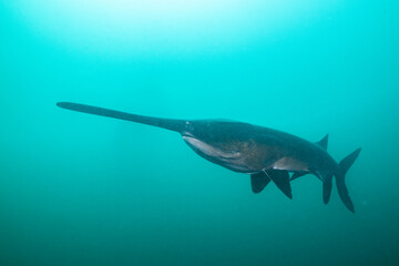 American paddlefish swimming in blue lake with mouth closed
