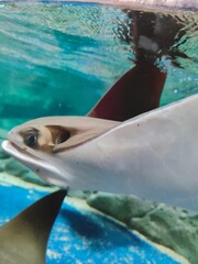 Raya en acuario © Edxon