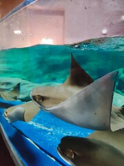 Raya en acuario