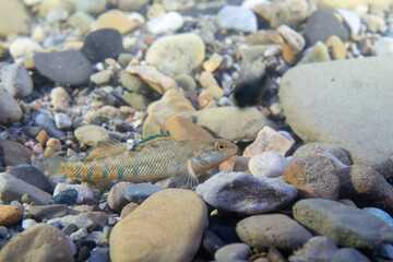 Rainbow darter displaying on riverbed
