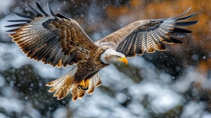 Obraz premium A majestic eagle soaring through a snowy landscape.