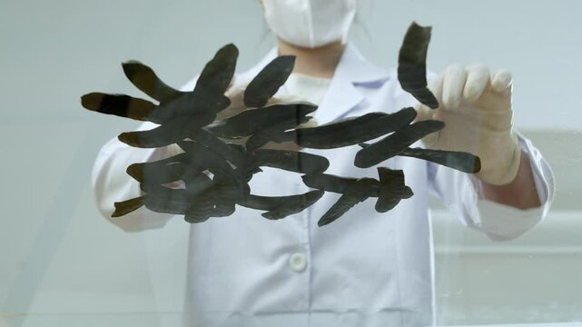 A scientist is mixing black locust fruit on a transparent glass table. This quality video template uses a bottom-up angle, which is suitable for modern lab experiments.