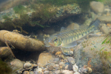 Logperch darter foraging on a rocky riverbed