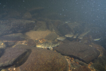 School of Northern hog sucker on a riverbed