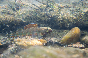 Gilt darter displaying on rocky riverbed