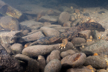 Eastern hellbender in rocky riverbed