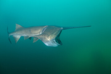 American paddlefish feeding on plankton in lake