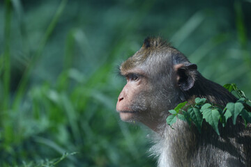 Monkey is sitting and looking at something with interest and curiosity, against a blurry background...
